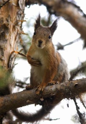 Squirrel (Ekorre) Sciurus vulgaris