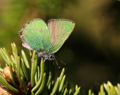 Green Hairstreak (Grönsnabbvinge) Callophrys rubi