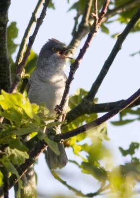 Barred Warbler (Hksngare) Sylvia nisoria