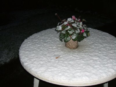 Eerste Sneeuw 22 Nov 2008