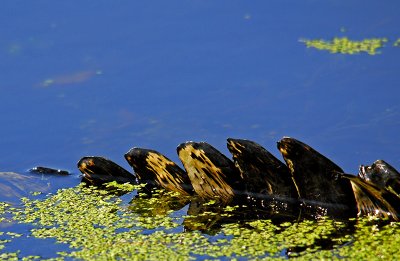 Audubon Swamp Garden - Charleston, South Carolina