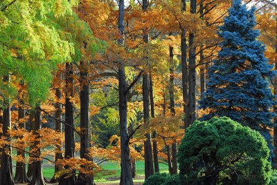 Fall @ the National Arboretum