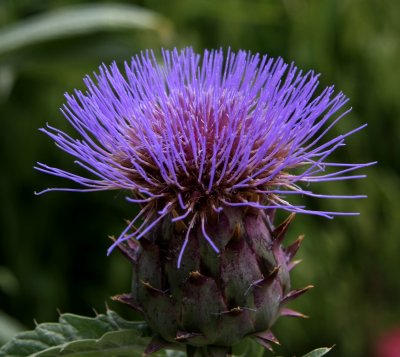 Thistle