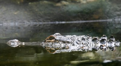 American Alligator