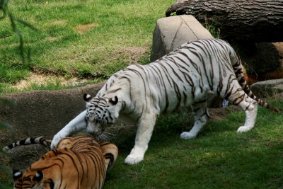 Tigers