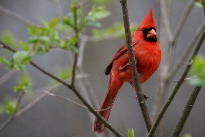 Wild Birds
