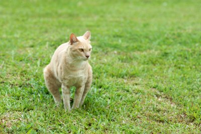 Cat14