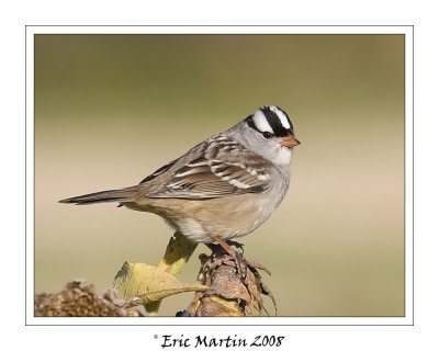 Bruant  couronne blanche / White crowned sparrow