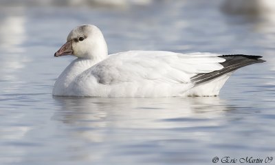 Oies de Ross /  Ross's Goose