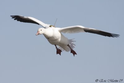 Oie des neiges / Snow Goose