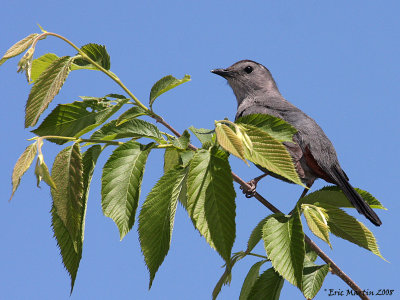 Moqueur Chat / Gray Catbird 0665