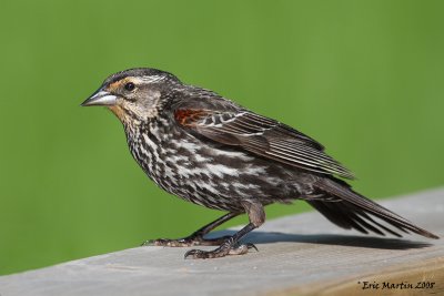 Carouge  paulette de type femelle / Red-winged Blackbird