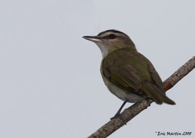 Viro aux yeux rouges / Red-eyed Vireo