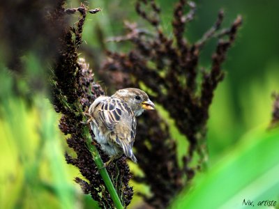 Moineau Aux Aguets.jpg