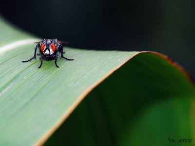 Macro