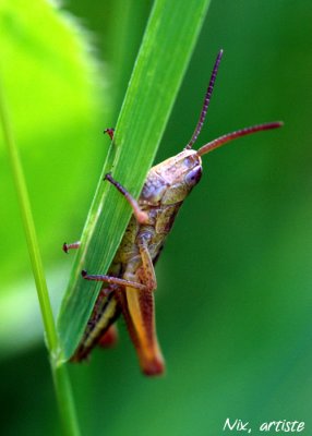 Macro