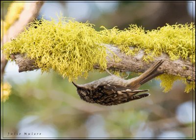 Brown Creeper