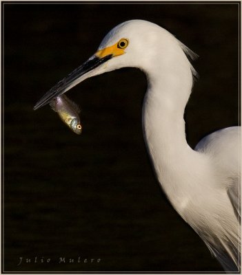 Egret with fish