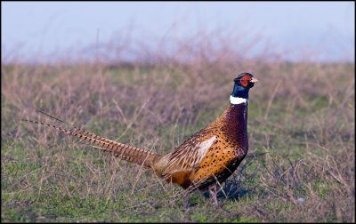 Ring-necked Pheasant