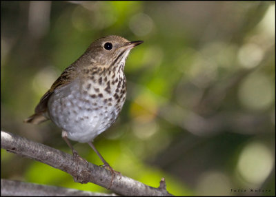 Hermit Thrush