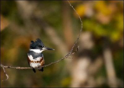 Belted Kingfisher