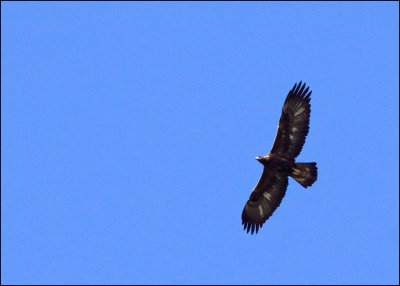 Golden Eagle