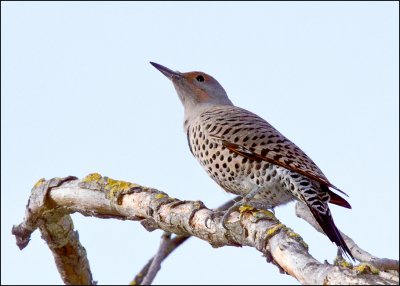 Northern Flicker