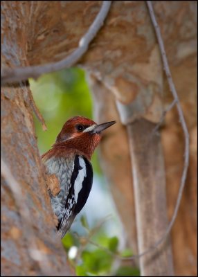 Red-breasted Sapsucker