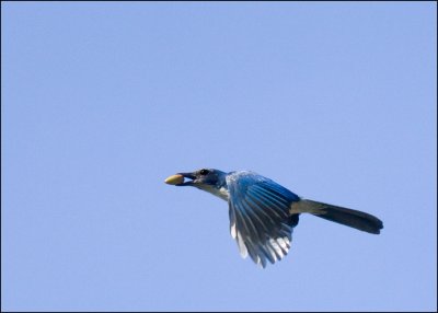 Western Scrub-Jay