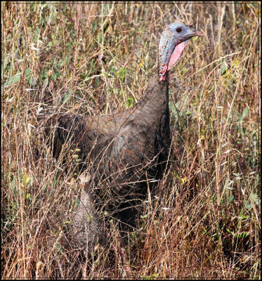 Wild Turkey (female) and Poult