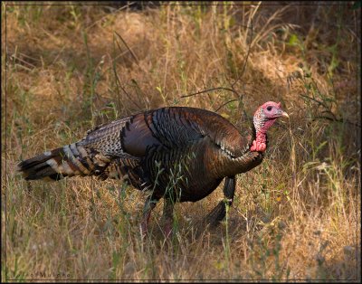 Wild Turkey (male)