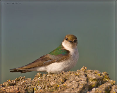 Violet-green Swallow