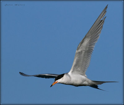 Forster's Tern