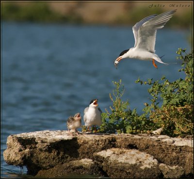 Foster's Tern feeding