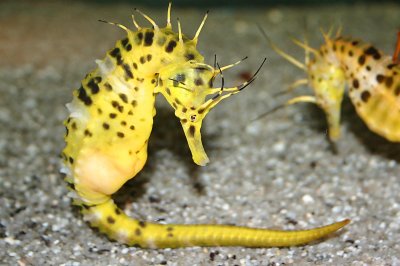Sea Life