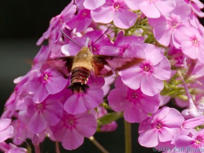 Hummingbird Moth