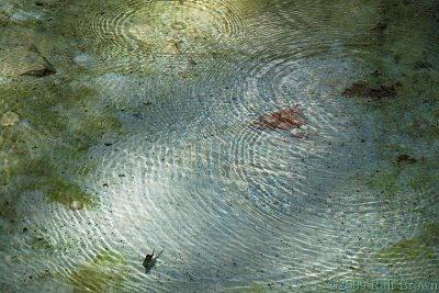 Ripples caused by water bubbling out of the ground