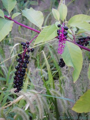 2006-09-29 Berries