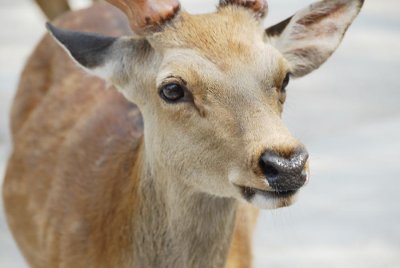 Nara Park Deer 074.jpg