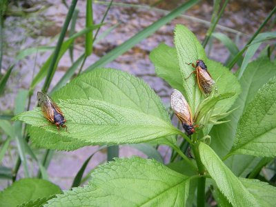 A few Cicadas 1446.jpg