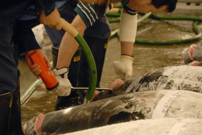 Hosing Down the Tuna 040.jpg