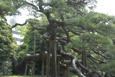 300 Year Old Pine Tree at Hama-Rikyu 167.jpg