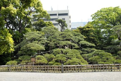 300 Year Old Pine Tree at Hama-Rikyu 169.jpg