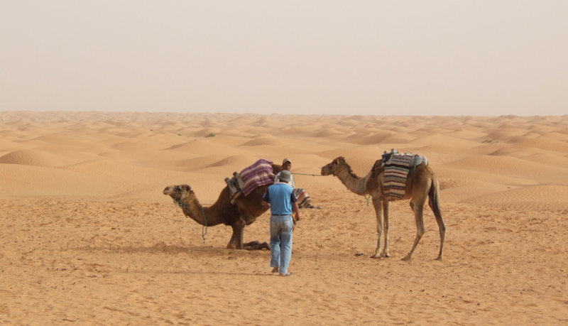 Sahara Our Carriages Await.jpg