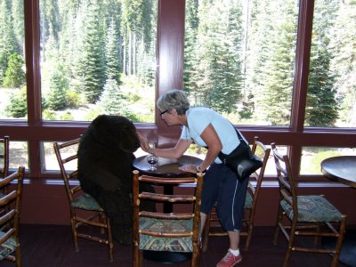 Sequoia - Maryse meets a bear in the restaurant at lunch.jpg