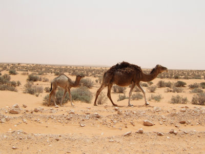 Roadside Baby Camel with Mother.jpg
