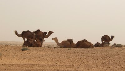Roadside Camels.jpg