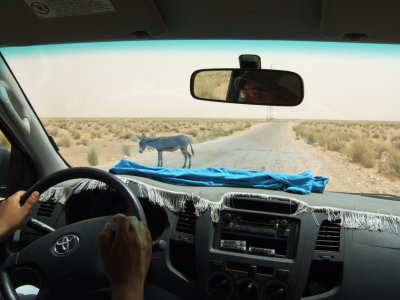 Roadside Donkey.jpg