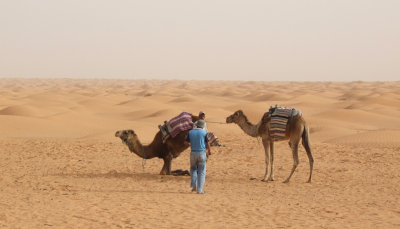 Sahara Our Carriages Await.jpg