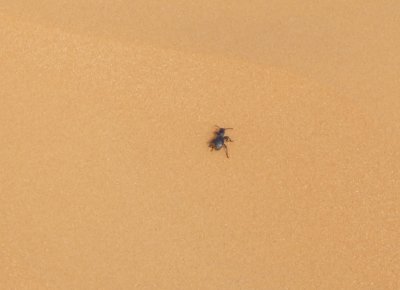 Sahara Dune Buggie.jpg